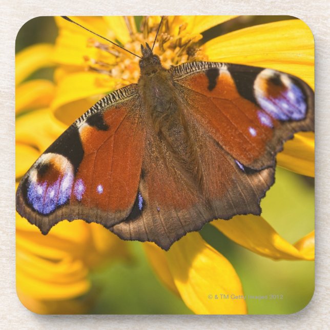 Peacock butterfly coaster (Front)