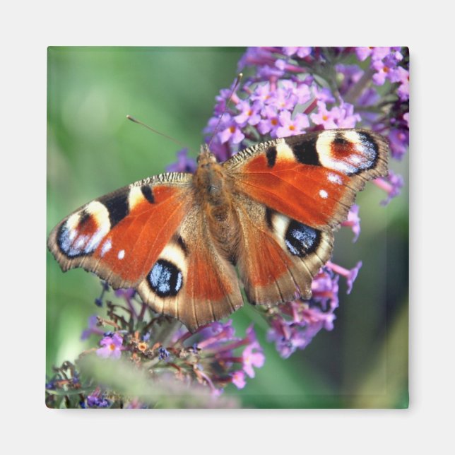Peacock Butterfly Flower Square Magnet (Front)