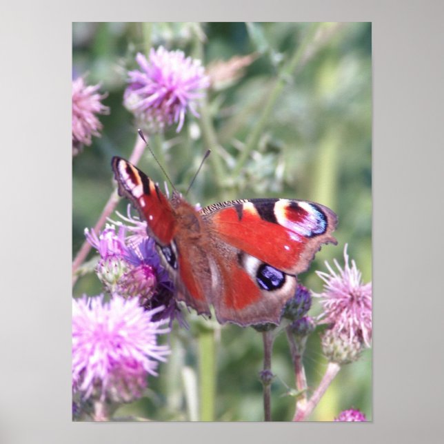 Peacock Butterfly in Summer Sunshine Poster (Front)