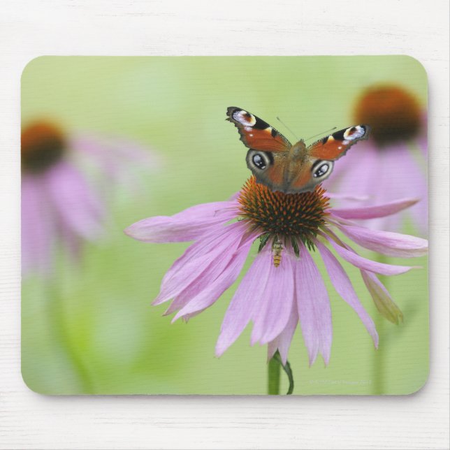 Peacock butterfly (Inachis io) drinking nectar Mouse Mat (Front)