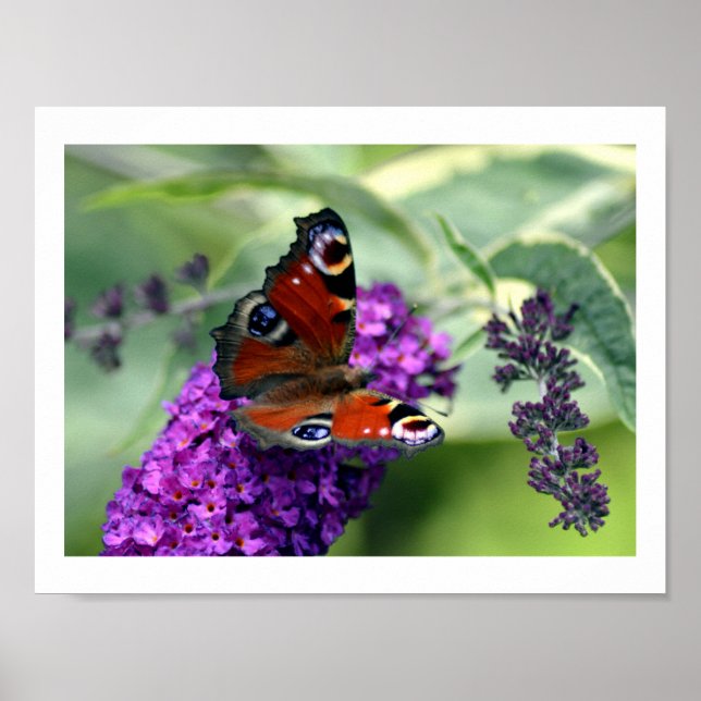 Peacock Butterfly (Inachis io)  Poster (Front)