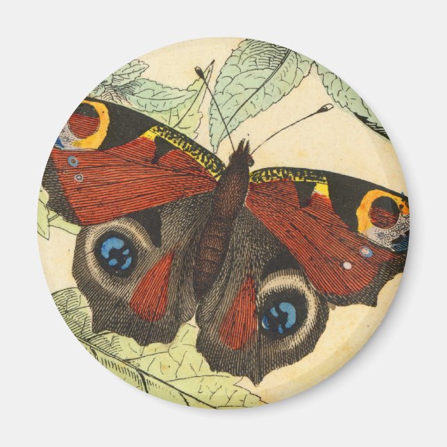 Peacock Butterfly Magnet (Front)
