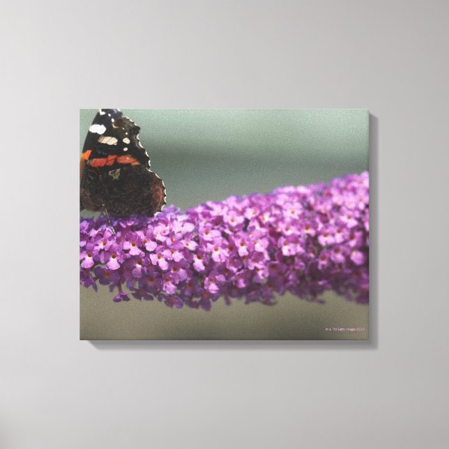 Peacock butterfly on flower canvas print (Front)