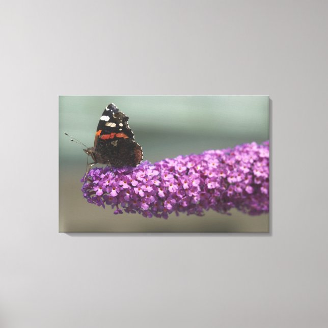 Peacock butterfly on flower canvas print (Front)