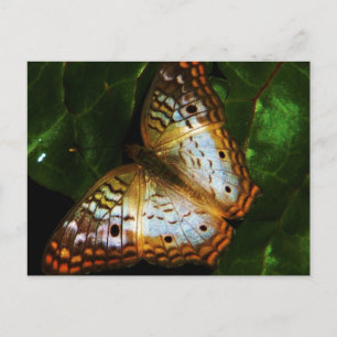 peacock butterfly post card
