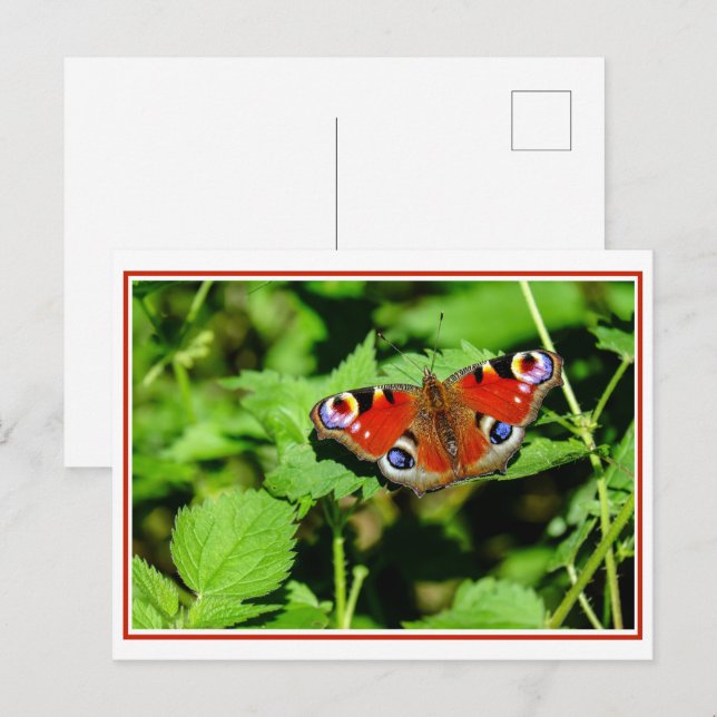 Peacock Butterfly Postcard (Front/Back)