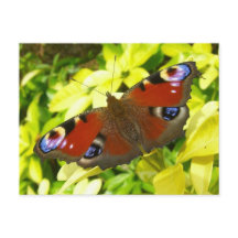 Peacock butterfly