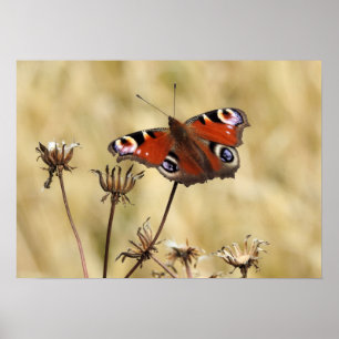 Peacock Butterfly Poster