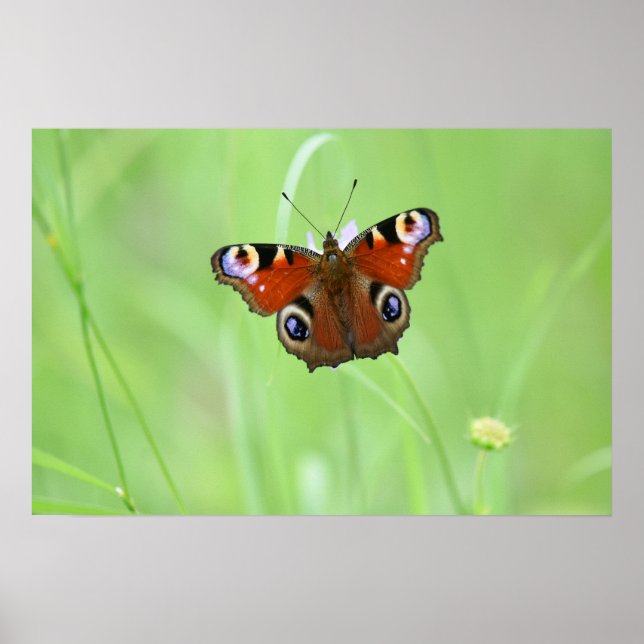 Peacock Butterfly Poster (Front)