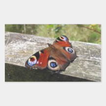Peacock Butterfly