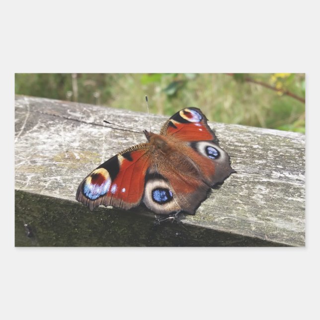 Peacock Butterfly Rectangular Sticker (Front)