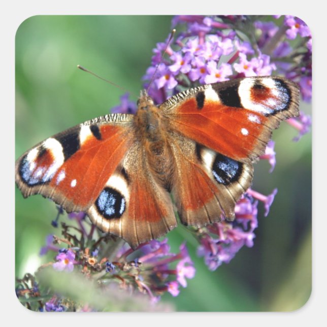 Peacock Butterfly Square  Stickers (Front)