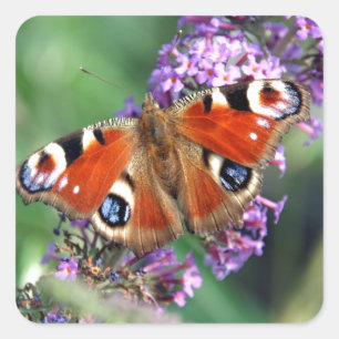 Peacock Butterfly Square  Stickers