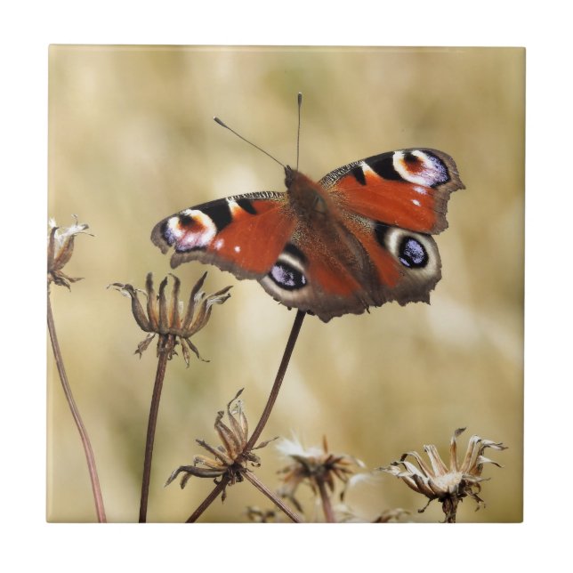 Peacock Butterfly Tile (Front)