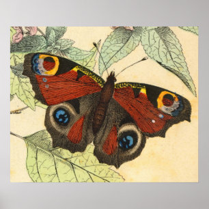 Peacock Butterfly - Vintage Art Poster