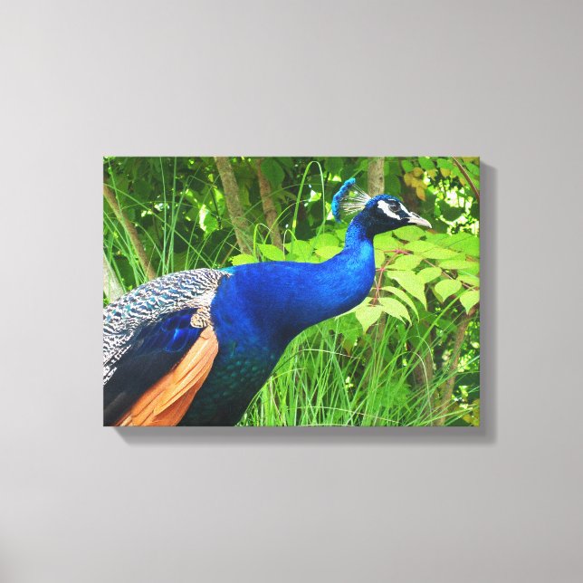 Peacock Canvas Print (Front)