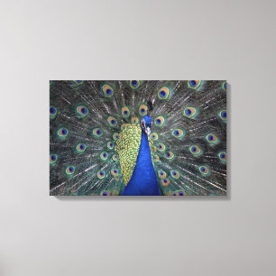 Peacock Canvas Print