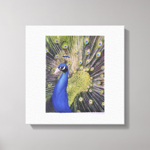 Peacock Canvas Print