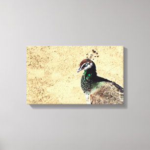 Peacock Canvas Print