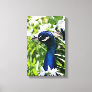 Peacock Canvas Print