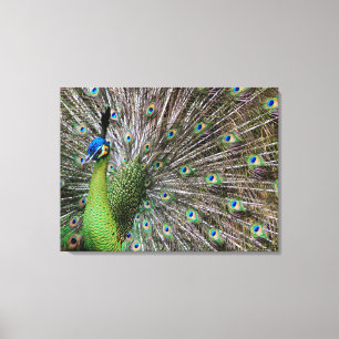 Peacock Canvas Print