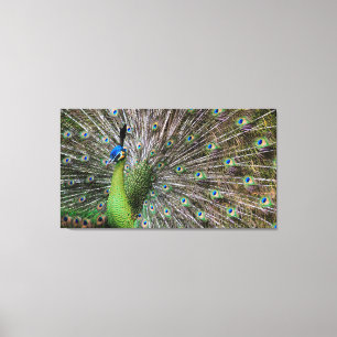 Peacock Canvas Print