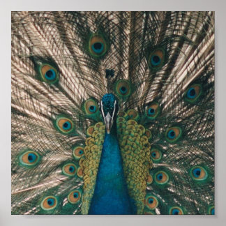 PEACOCK CANVAS PRINT