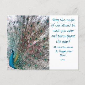 Peacock Christmas Postcard