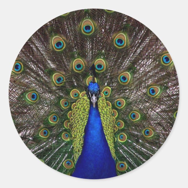 peacock classic round sticker (Front)