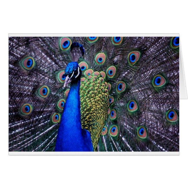 Peacock Close Up (Front Horizontal)