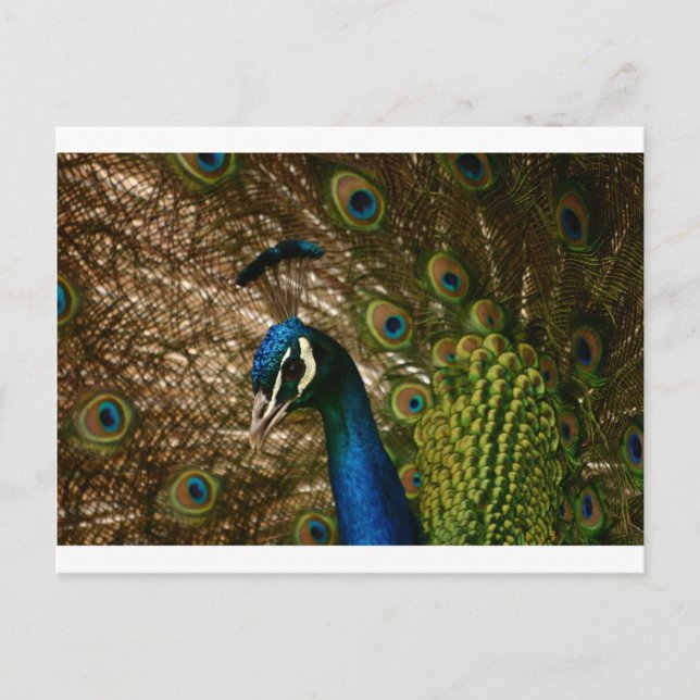 Peacock Closeup Postcard (Front)