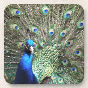 Peacock coaster