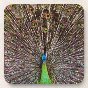 Peacock Coaster