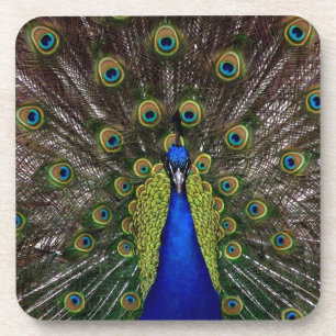 Peacock Coaster