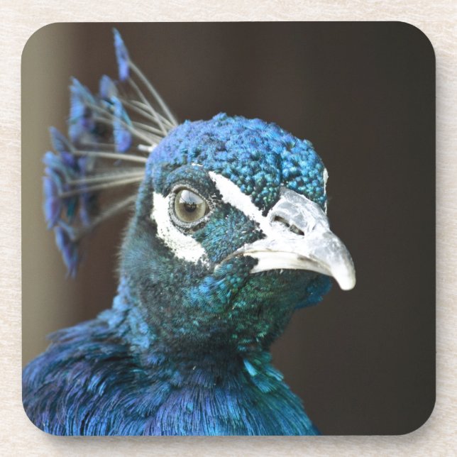 peacock coaster (Front)
