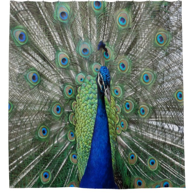 Peacock  Dance Shower Curtain (Front)