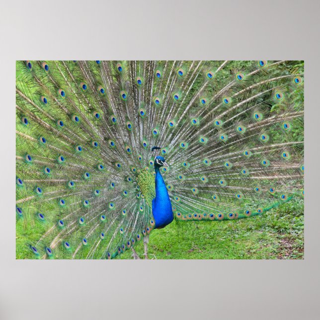 Peacock demonstrating his tail poster (Front)
