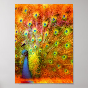 Peacock Digital Art Poster