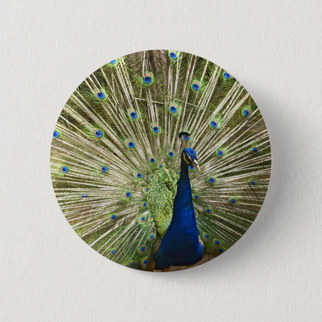 Peacock Display 6 Cm Round Badge (Front)