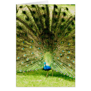 Peacock Display Colours
