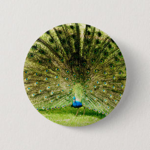 Peacock Display Colours 6 Cm Round Badge