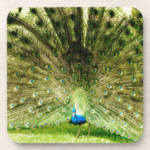 Peacock Display Colours Coaster