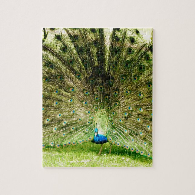 Peacock Display Colours Jigsaw Puzzle (Vertical)