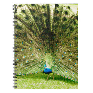 Peacock Display Colours Notebook
