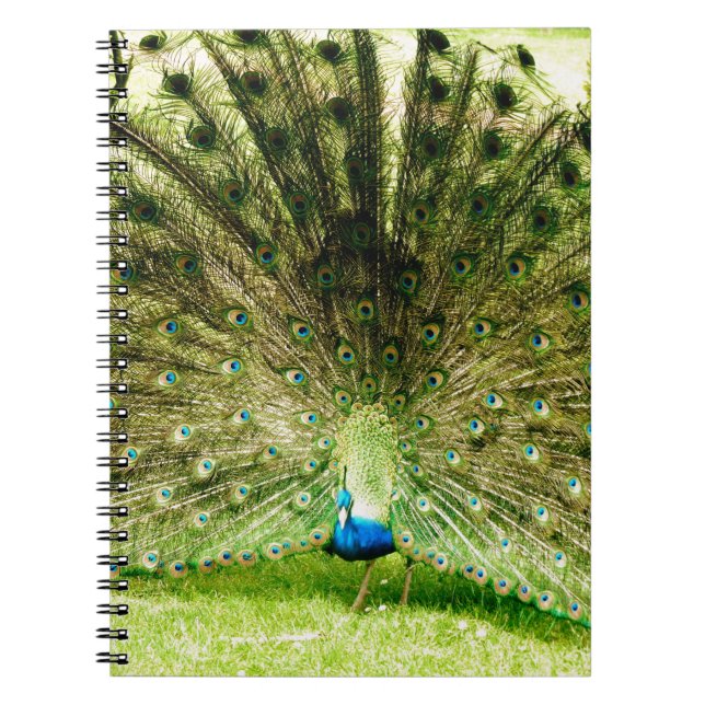 Peacock Display Colours Notebook (Front)