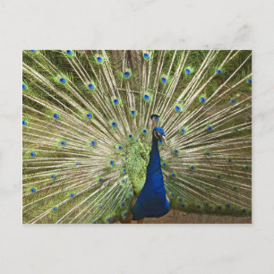 Peacock Display Postcard