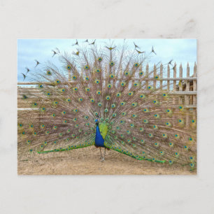 Peacock Displaying, Bent's Old Fort Corral Postcard