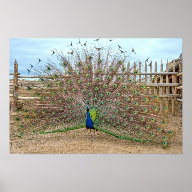 Peacock Displaying, Bent's Old Fort Corral Poster (Front)