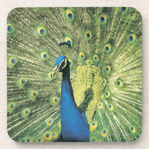 Peacock displaying coaster