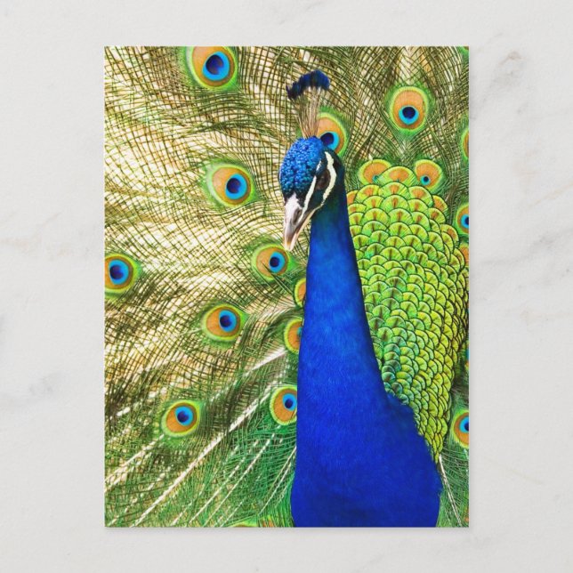 Peacock displaying its colourful plumage postcard (Front)